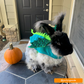 Bun-Dragon Costume